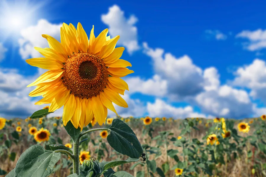 sunflower.jpeg.webp