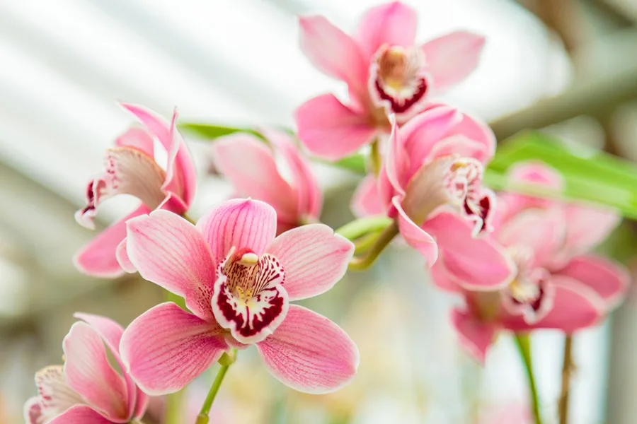 phalaenopsis.jpeg.webp