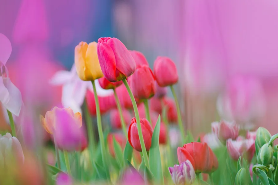 tulip-1.jpeg.webp