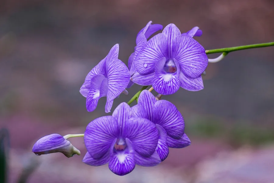 violet.jpeg.webp