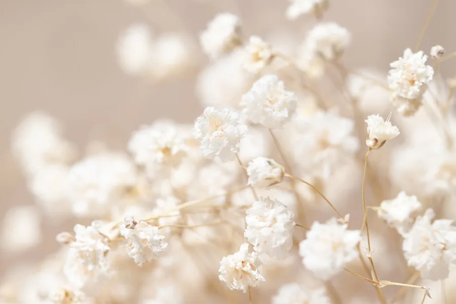 gypsophila.jpeg.webp