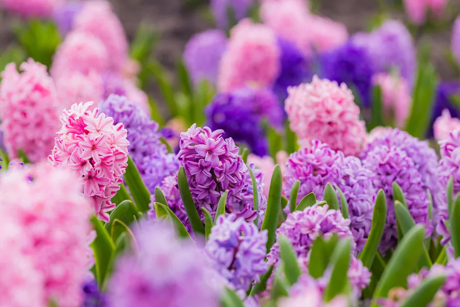 hyacinth.jpeg.webp