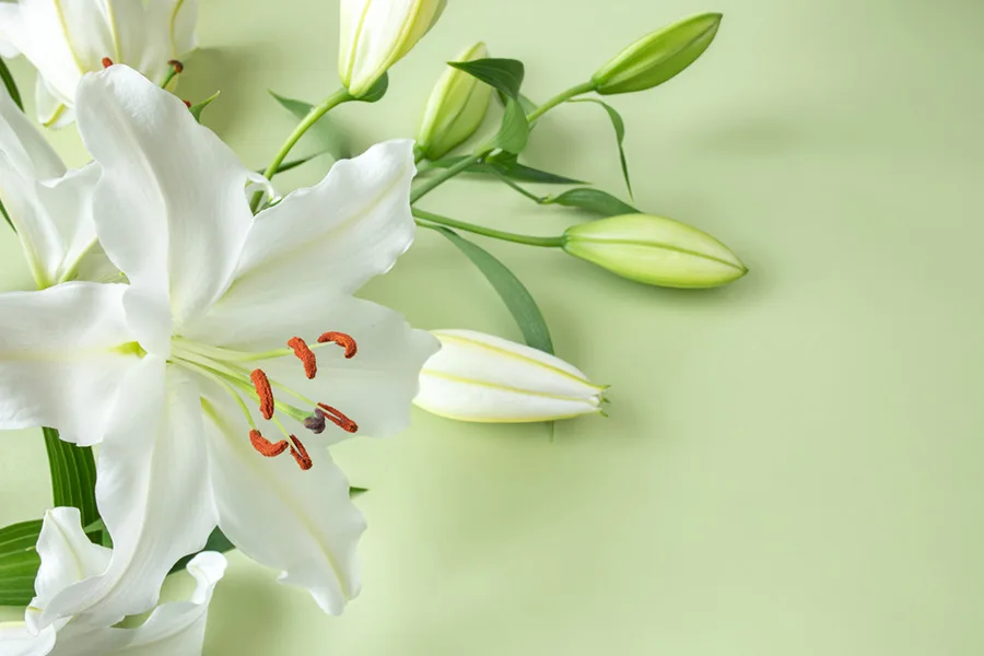 lily.jpeg.webp