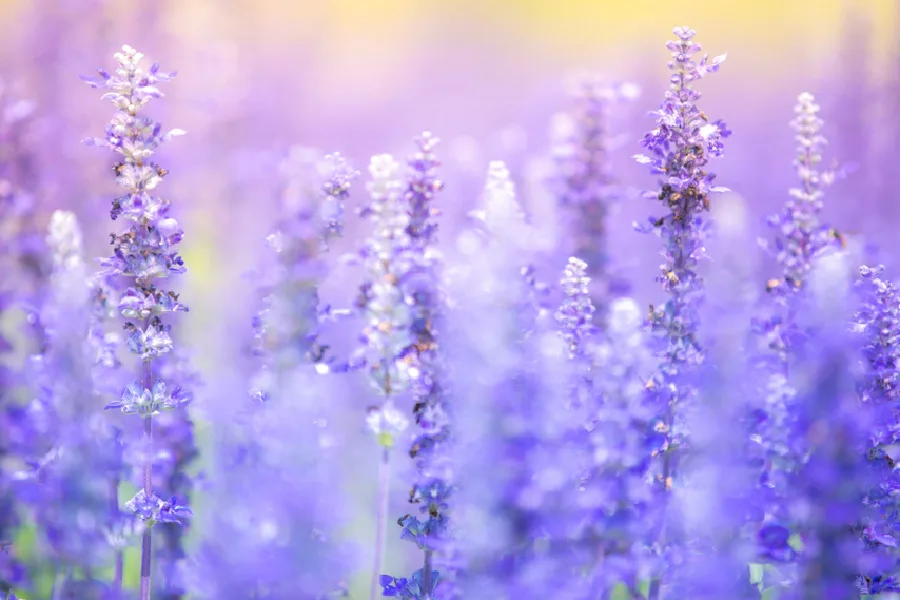 lavender.jpeg.webp