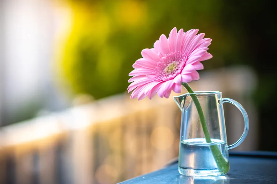 gerbera.jpeg.webp